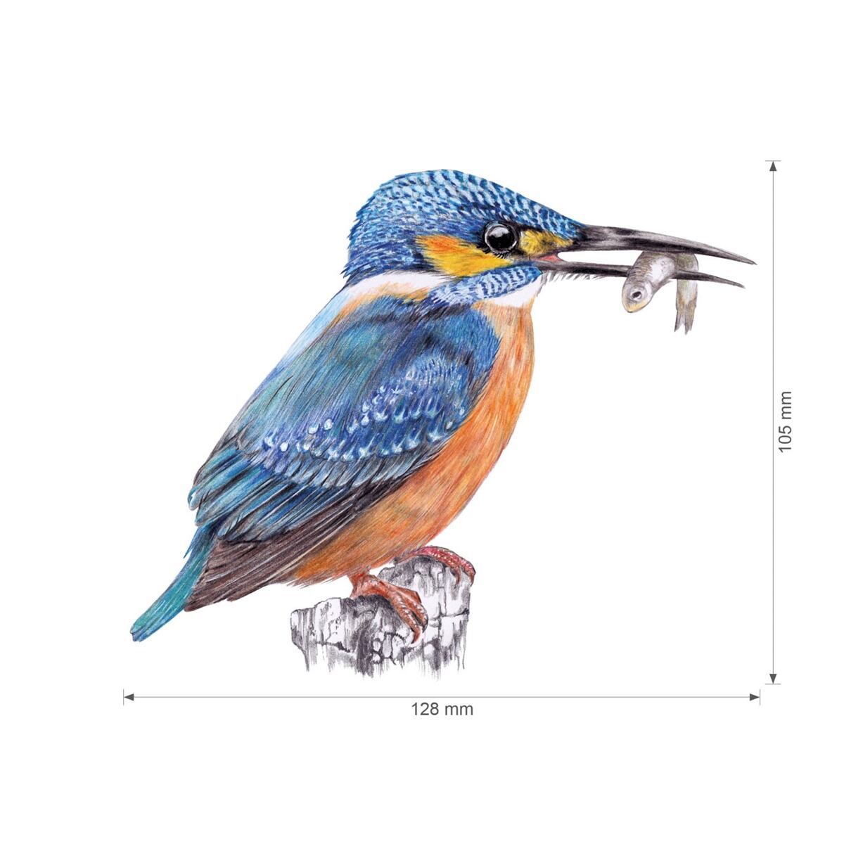 Lesní svět Nažehlovačka S - Mix skokan, vážka, ledňáček